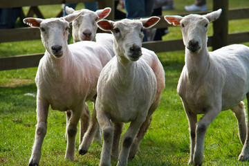 Sheep at new zealand