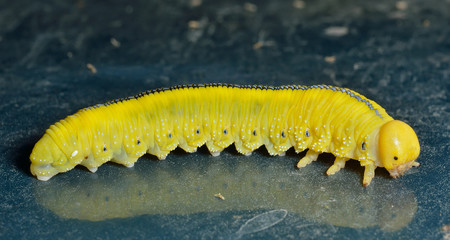 Larva of sawfly 5