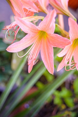 Amaryllis pink  old rose  Daylily flower photographed close