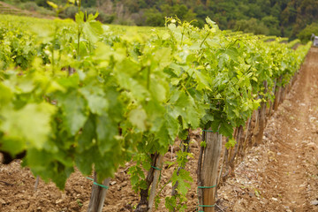 Fototapeta na wymiar Green vineyard field at Italy.