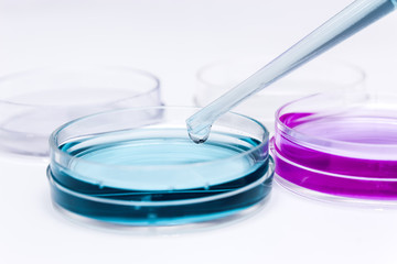 Petri dishes in the laboratory