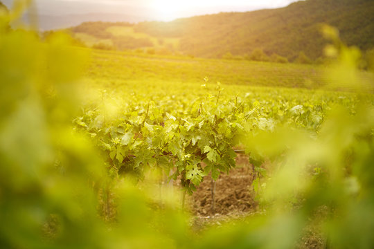 Green vineyard field at Italy.