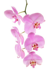 Fototapeta na wymiar Orchid isolated on white background