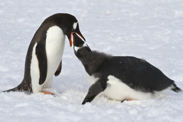 Gentoo penguin female feeding adult chick