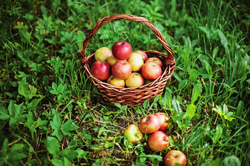 Apple.