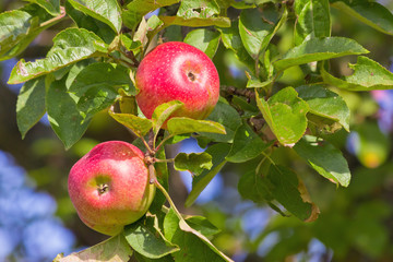 apples on tree