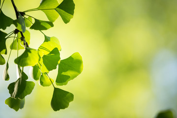 Obraz premium Ginkgo biloba tree branch with leafs against green background
