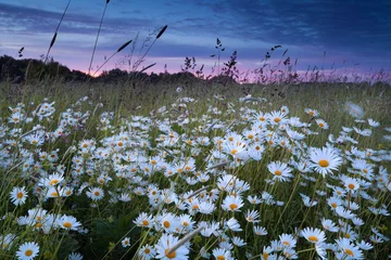 Fotobehang Madeliefjes beautiful chamomile field at sunset