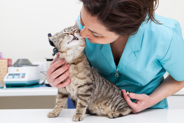 Cat Vaccination - 66654915