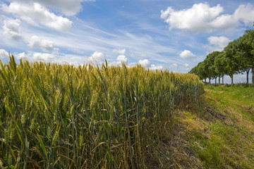 Corn growing on a field in spring