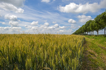 Obraz premium Corn growing on a field in spring
