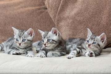 three kitten brothers