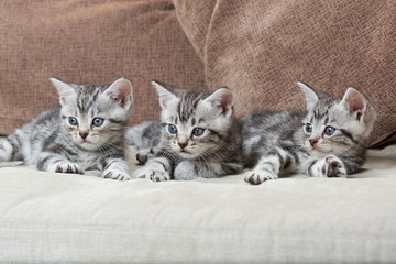 three kitten brothers