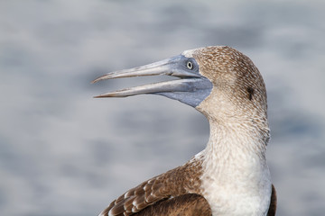 Blue-footed Booby (Sula nebouxii)