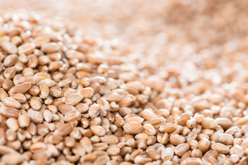 Wheat Grains Background