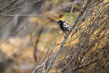 New Holland Honeyeater (Phylidonyris novaehollandiae) in South A