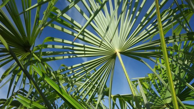 Pan shot of palm tree leaves are moving in the wind