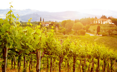 Green vineyard field at Italy.