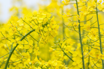 rapeseed flower