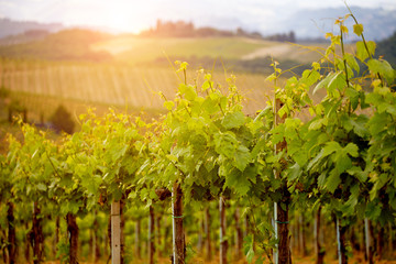 Green vineyard field at Italy.