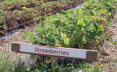 A strawberry sign, at the end of a row of strawberries