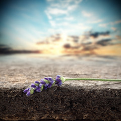 flowers