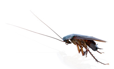 Cockroach