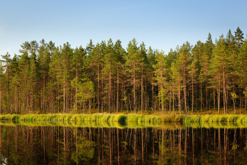 Obraz premium Serene sunny morning forest reflection