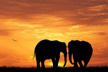 Obraz na płótnie Canvas elephant silhouette at sunset