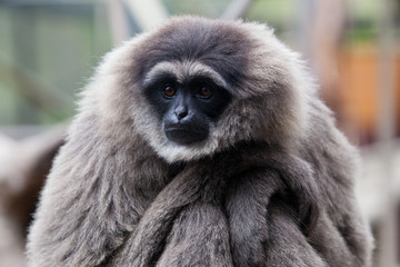 Fototapeta premium A Silvery Gibbon