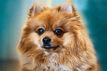 Spitz Pomeranian