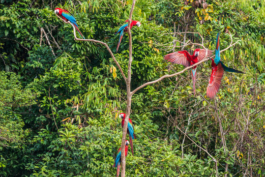 flock of macaws standing in a three in the peruvian Amazon jungl