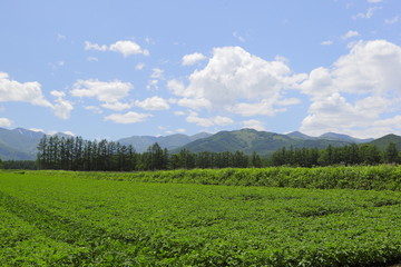Fototapeta na wymiar 北海道の畑　Field of Hokkaido　Japan