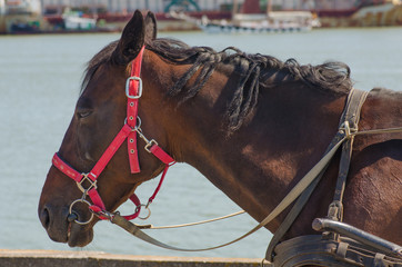 Obraz premium Close up of the head of a horse