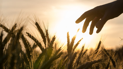 Hand of a farmer touching wheat field