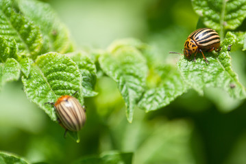 Colorado beetle