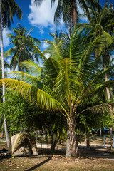 Fototapeta premium Path with palms in jungle forest. Thailand Koh Phangan