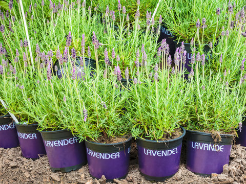 Potted lavender plants on soil