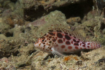 Pixie hawkfish (cirrhitichthys oxycephalus)