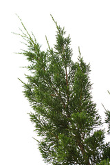 branch of pine or fir tree on white isolate background