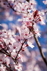 Beautiful pink spring cherry blossom