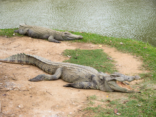Crocodiles