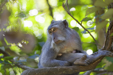 Long-tailed Macaque Monkey