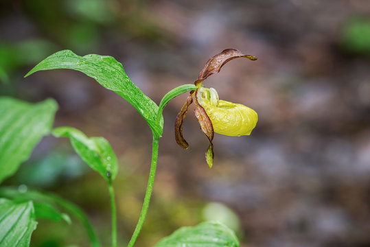 Lady's Slipper Orchid From The Side (Cypripedium Calceolus)