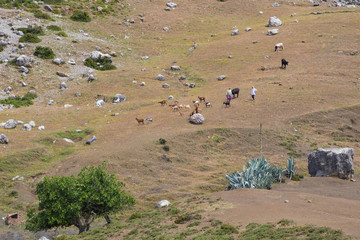 Shepherds in Morocco