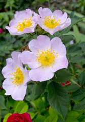 Briar Rose flower