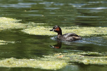 Little Grebe, Tachybaptus ruficollis