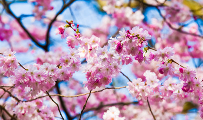 Sakura flowers