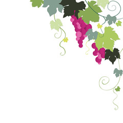Purple vine grapes with green leaves on the vine. Frame.