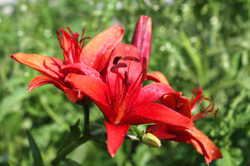 Lily flowers in garden after rain.